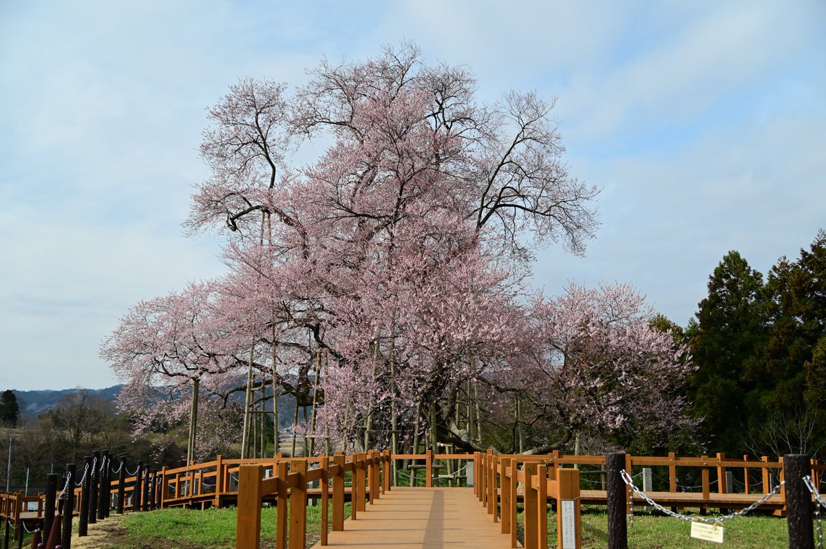 cafekoubou's tweet photo. 令和７年３月３０日（日）
８時３０分頃の戸津辺の桜
気温６℃　曇天　無風

開花がすすみました。
桜の木全体がピンク色に染まっています。
五分咲きといったところでしょうか？
とってもきれいです。

今日はイベントが行われます。
皆様のお越しをお待ちしています。

福島県東白川郡矢祭町大字中石井字戸津辺88

過去の戸津辺の桜はこちらから
https://t.co/k8PEOKaX1R

#空ネット #福島 #矢祭 #戸津辺の桜