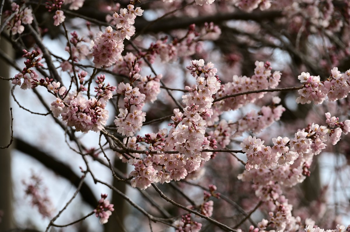 cafekoubou's tweet photo. 令和７年３月３０日（日）
８時３０分頃の戸津辺の桜
気温６℃　曇天　無風

開花がすすみました。
桜の木全体がピンク色に染まっています。
五分咲きといったところでしょうか？
とってもきれいです。

今日はイベントが行われます。
皆様のお越しをお待ちしています。

福島県東白川郡矢祭町大字中石井字戸津辺88

過去の戸津辺の桜はこちらから
https://t.co/k8PEOKaX1R

#空ネット #福島 #矢祭 #戸津辺の桜