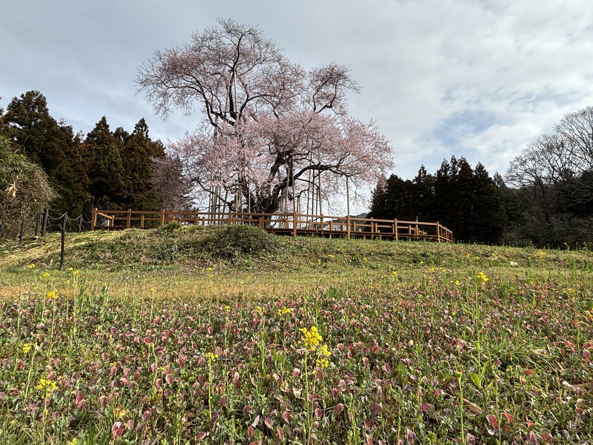cafekoubou's tweet photo. 令和７年３月３０日（日）
８時３０分頃の戸津辺の桜
気温６℃　曇天　無風

開花がすすみました。
桜の木全体がピンク色に染まっています。
五分咲きといったところでしょうか？
とってもきれいです。

今日はイベントが行われます。
皆様のお越しをお待ちしています。

福島県東白川郡矢祭町大字中石井字戸津辺88

過去の戸津辺の桜はこちらから
https://t.co/k8PEOKaX1R

#空ネット #福島 #矢祭 #戸津辺の桜