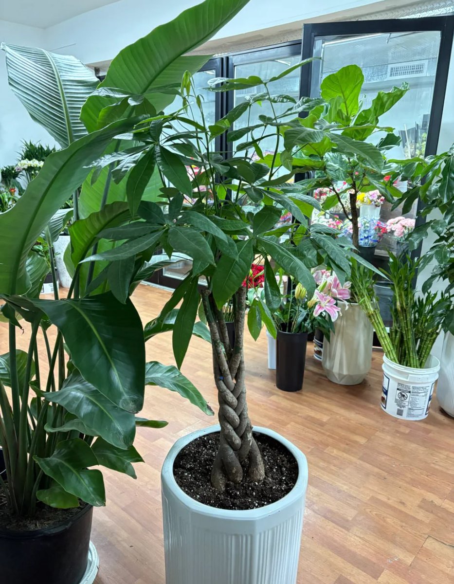 marinalee_1985's tweet photo. Potted perfection! 💚 A corner of calm amidst the chaos. 🪴 #HousePlantHaven #GreenThumb https://t.co/rKmzJLfrDX