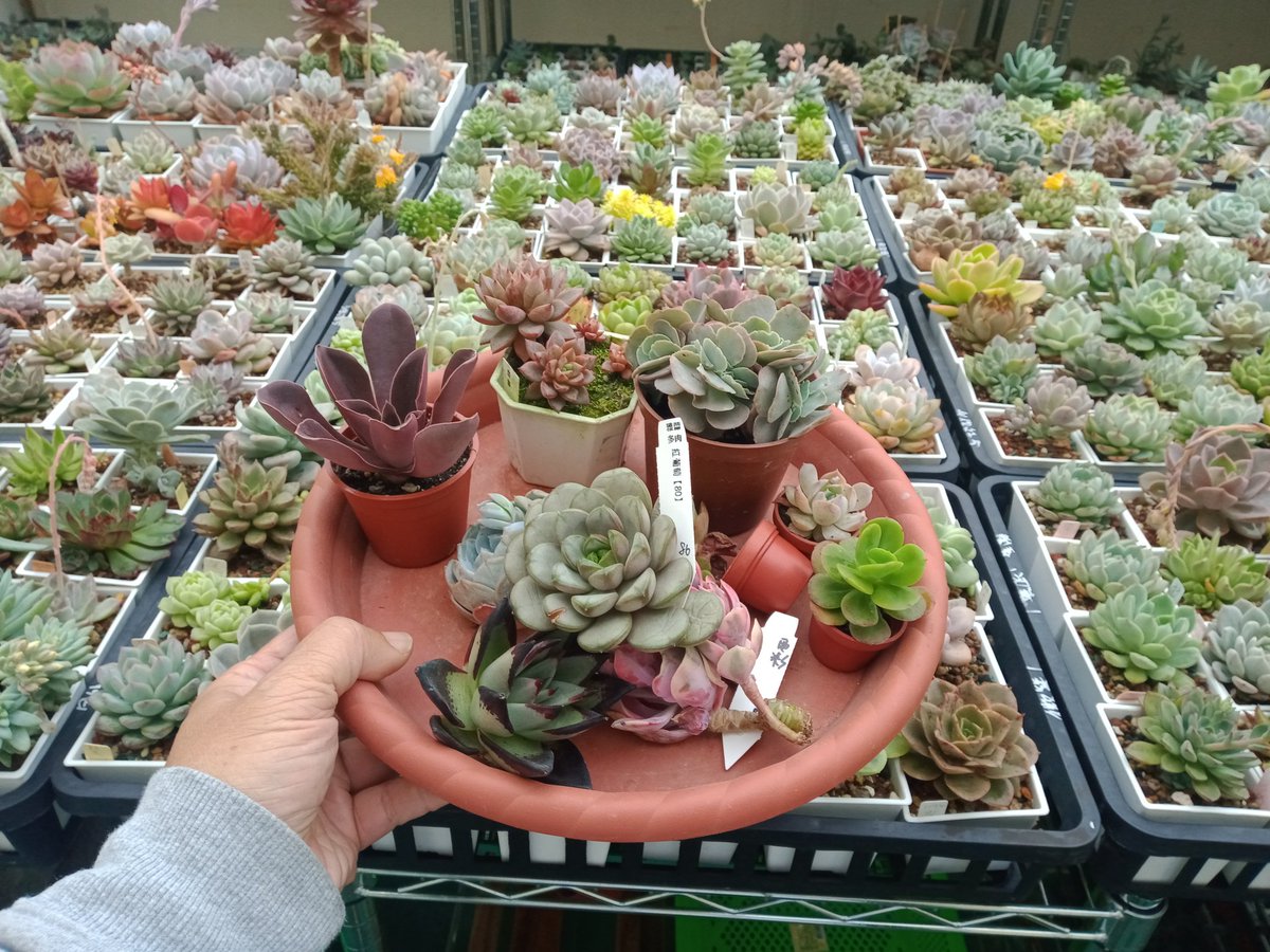 說好不買的，卻又下手惹，都是西彩紅跟烏木太另人心動惹，這一盤也要511元欸😝