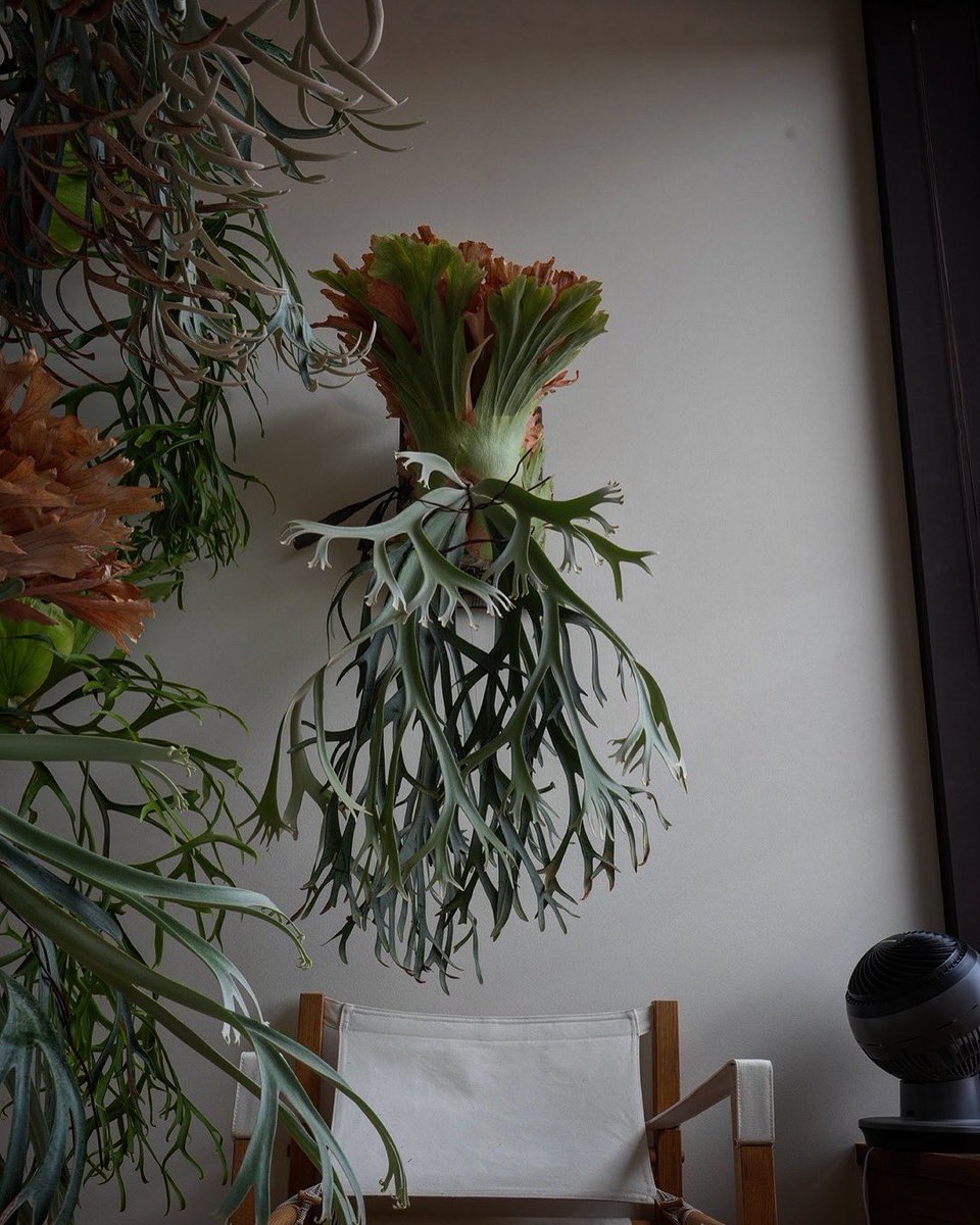 ビカクシダはいいぞ