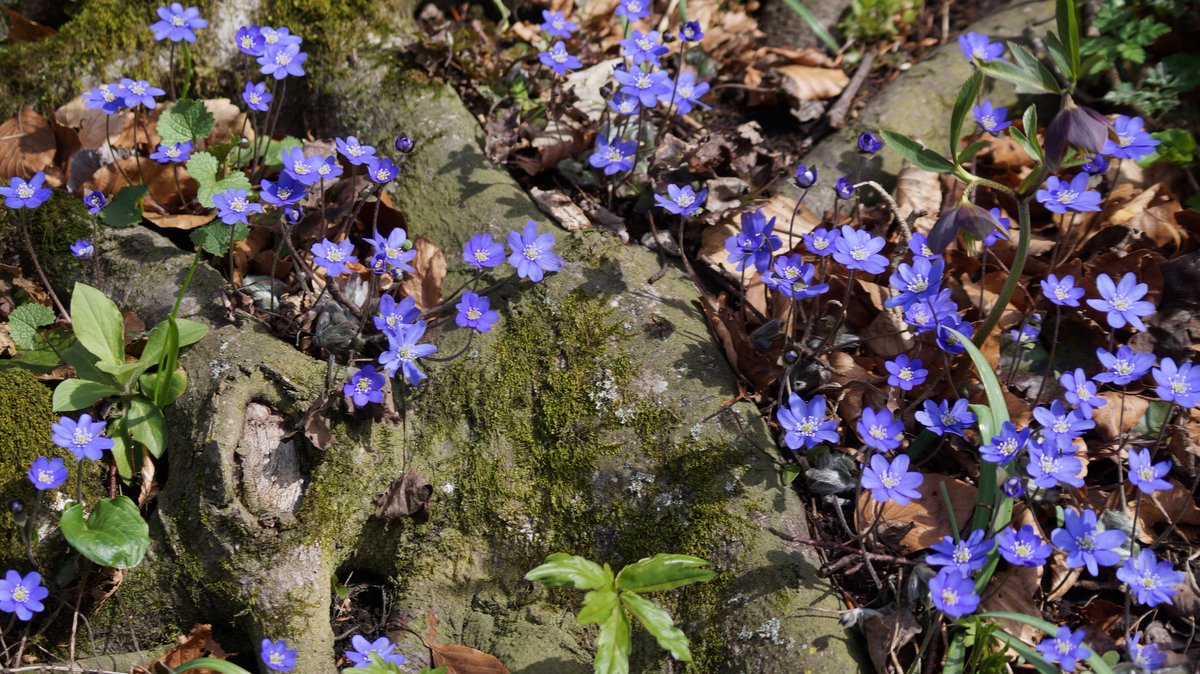 DanicaMacanga's tweet photo. Blue purple #liverwort flowers, #Hepatica nobilis. Wild plants are #protected for a reason. Because they are rare and endangered. Common plants spread very quickly and don't need protection. Happy #sunday ! #anemone #wildplants https://t.co/TU0RY0ilTt