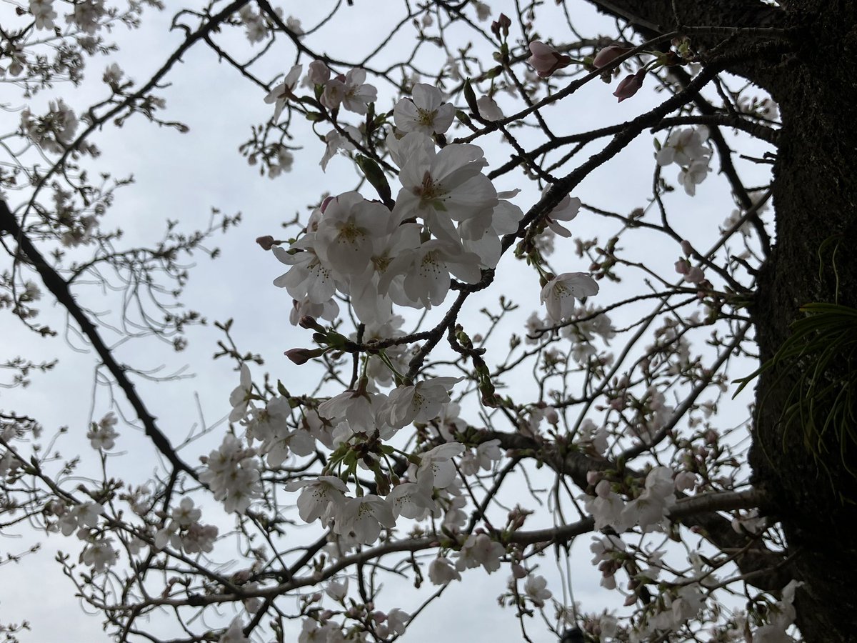 #3月のキャンプを写真4枚で振り返る

3月は月跨ぎのと合わせて1.5回
年度末調整等で有休消化もあったけど
残念ながら天候等タイミング悪く行けずでしたが
代わりに桜祭りに行ったりしました🌸

後、性懲りも無くNewテントを買ってしまいました🏕️
（その後別のセールで買った時以上に安くなってた😅）