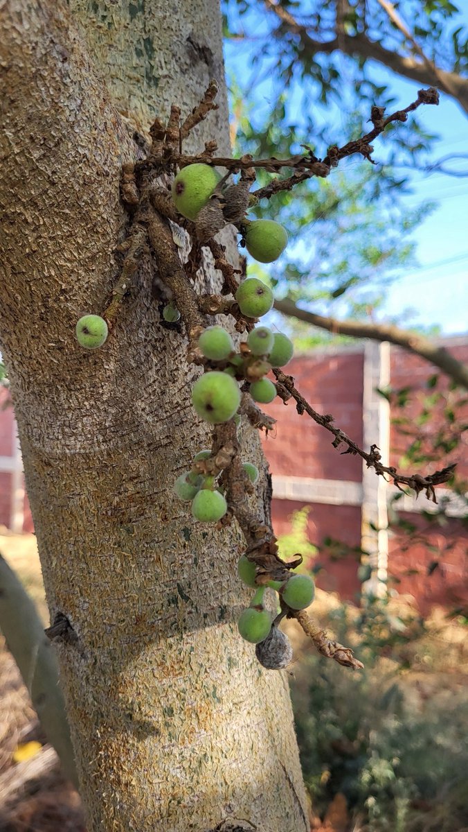 Simbarashe Mudavanhu tweet media