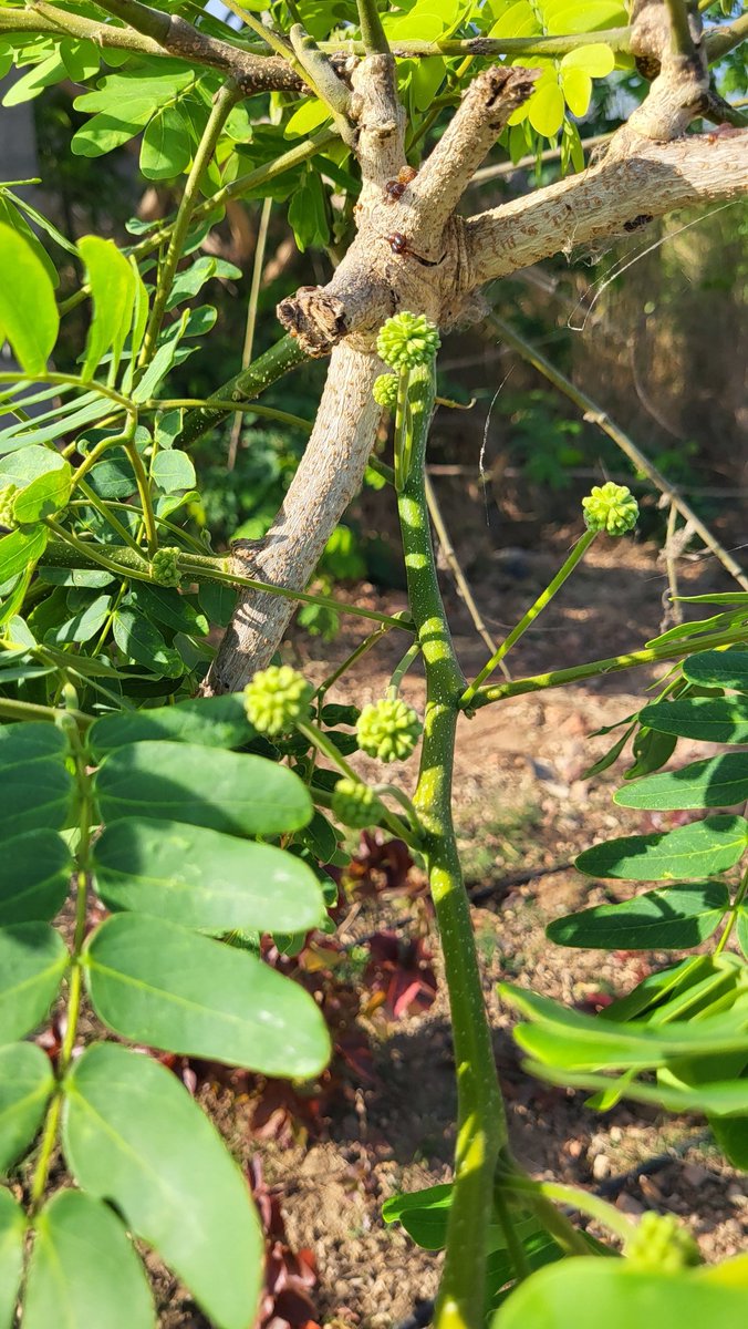 Simbarashe Mudavanhu tweet media