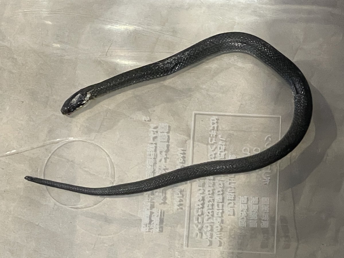 ブリーディングファーム かぷち tweet media