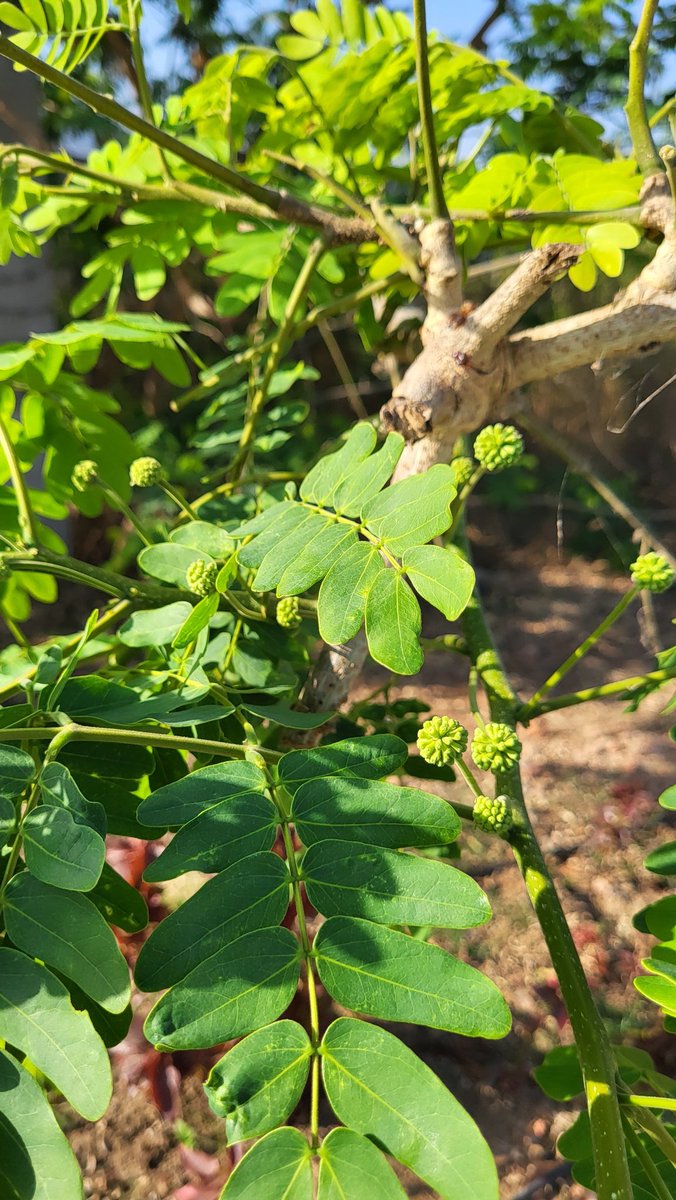 Simbarashe Mudavanhu tweet media