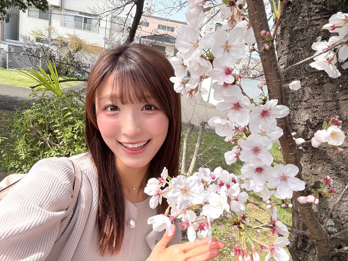 今日も桜見てきました🌸 開花が進んでます😳 このあと3時25分から、今