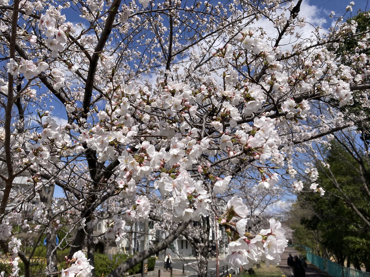 ugachanblog's tweet image. こんにちは 数日前の暖かさから
この週末は寒くなりましたね
寒暖差で体調に気をつけてください😊
桜も開花し河川敷をウォーキング🚶♀️
風が冷たいですが桜を楽しめました🌸
簿記勉大変だけど諦めずにコツコツ
焦らずにやっていきます
ふくしままさゆき先生の動画と問題集
まずは工業を固めます😊