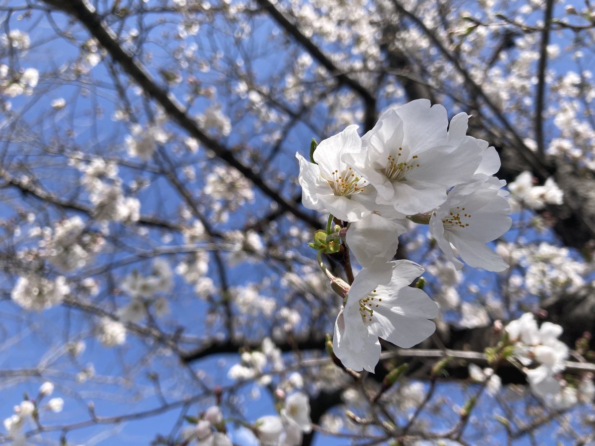 ugachanblog's tweet image. こんにちは 数日前の暖かさから
この週末は寒くなりましたね
寒暖差で体調に気をつけてください😊
桜も開花し河川敷をウォーキング🚶♀️
風が冷たいですが桜を楽しめました🌸
簿記勉大変だけど諦めずにコツコツ
焦らずにやっていきます
ふくしままさゆき先生の動画と問題集
まずは工業を固めます😊
