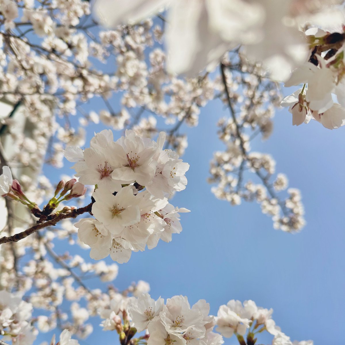 私の住む所では桜の花びらが舞い始めました。
色とりどりの春のお花も咲き誇り、とても美しいです。
そんな中、憧れの作家様から購入させていただいた作品が届きました。

箱を開けて作品を見た瞬間、ふわりと涙が出ました。
今私が見ている景色と絵がリンクしているようで、何だか嬉しくなりました。