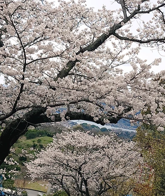 恒例の穴場に花見行ってきた誰もいねえ一人でモグモグしてきた食べ終わった頃ちょびっと人来たのでどうぞ見てってくだされ…な気分に(笑) 