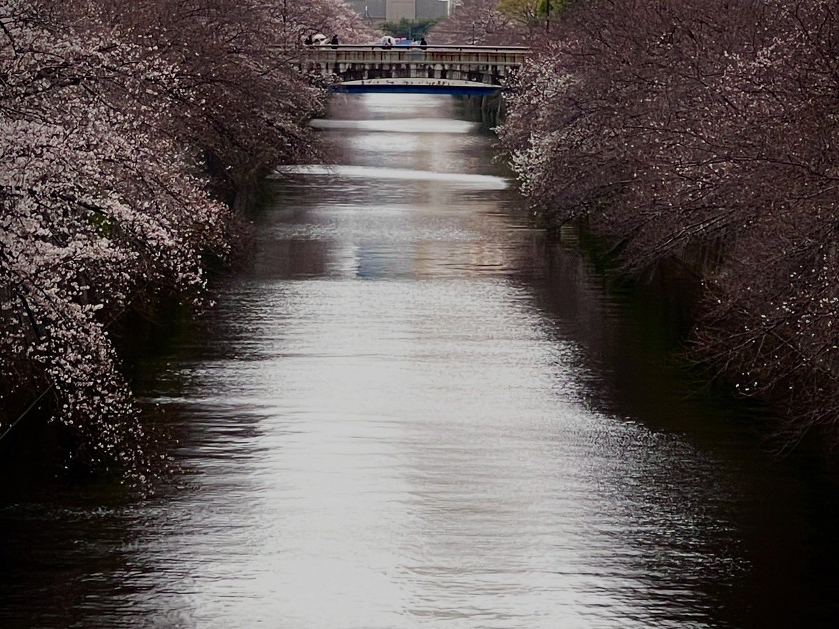info_theiere's tweet photo. 昨日の目黒川。これから見頃を迎えます。　#目黒川  #桜 #目黒 #目黒川桜まつり #雨 https://t.co/dm4pou6YHM