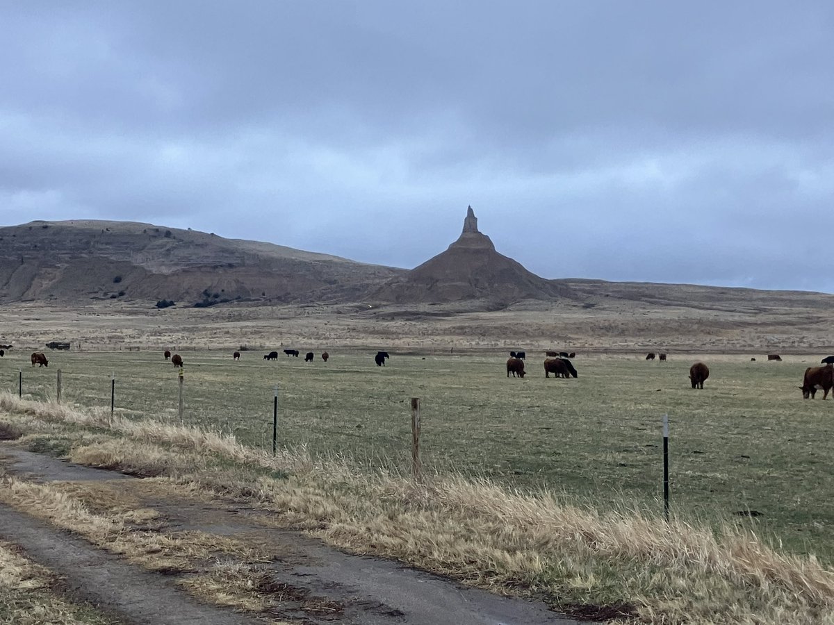 LyleB86419's tweet image. Beautiful 8 tenths of rain today. Even the newborn calves thought it was good.