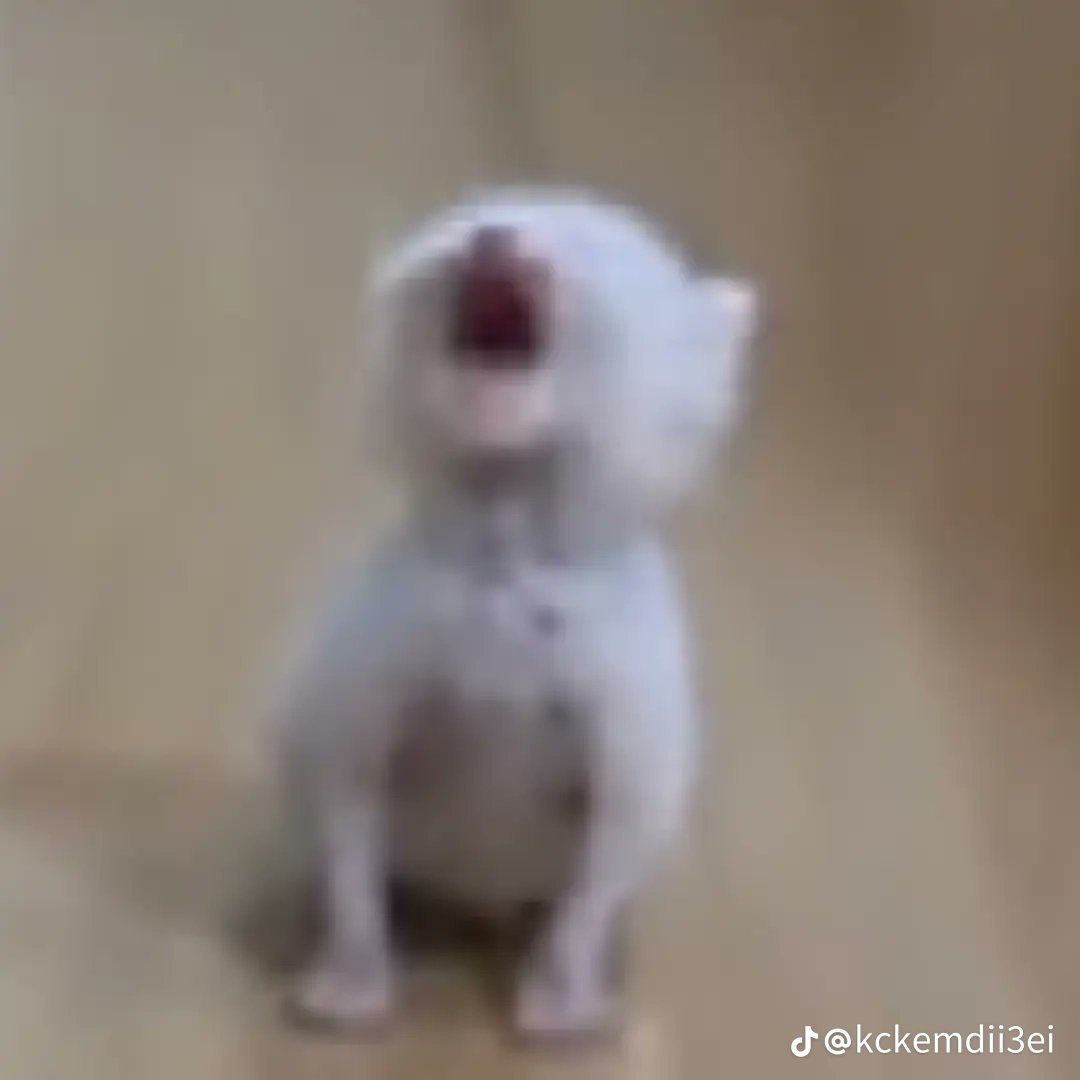 🌸 FUNKYpersy tweet media