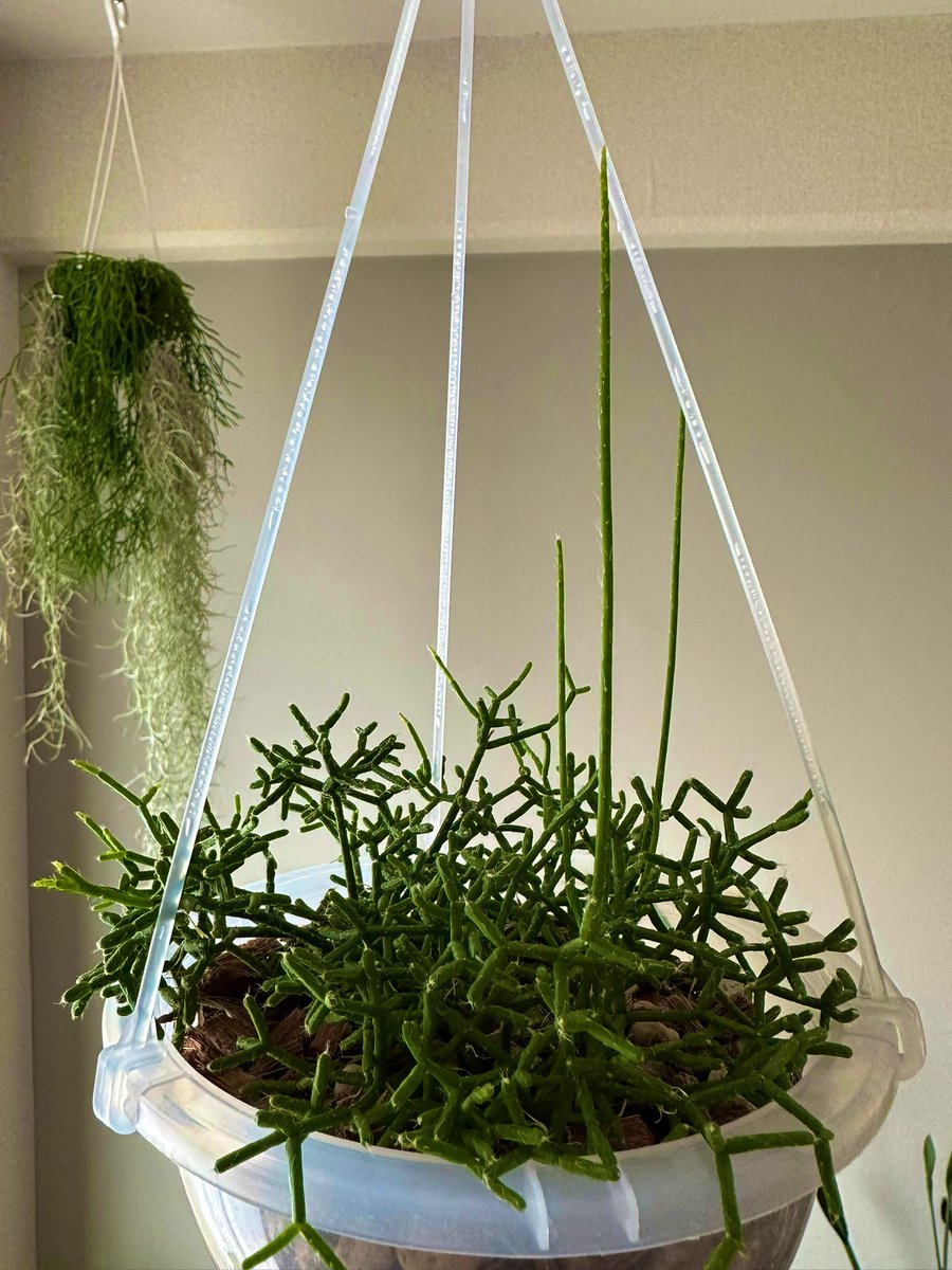 この三本柱、どこまで伸びるんやろ？😳