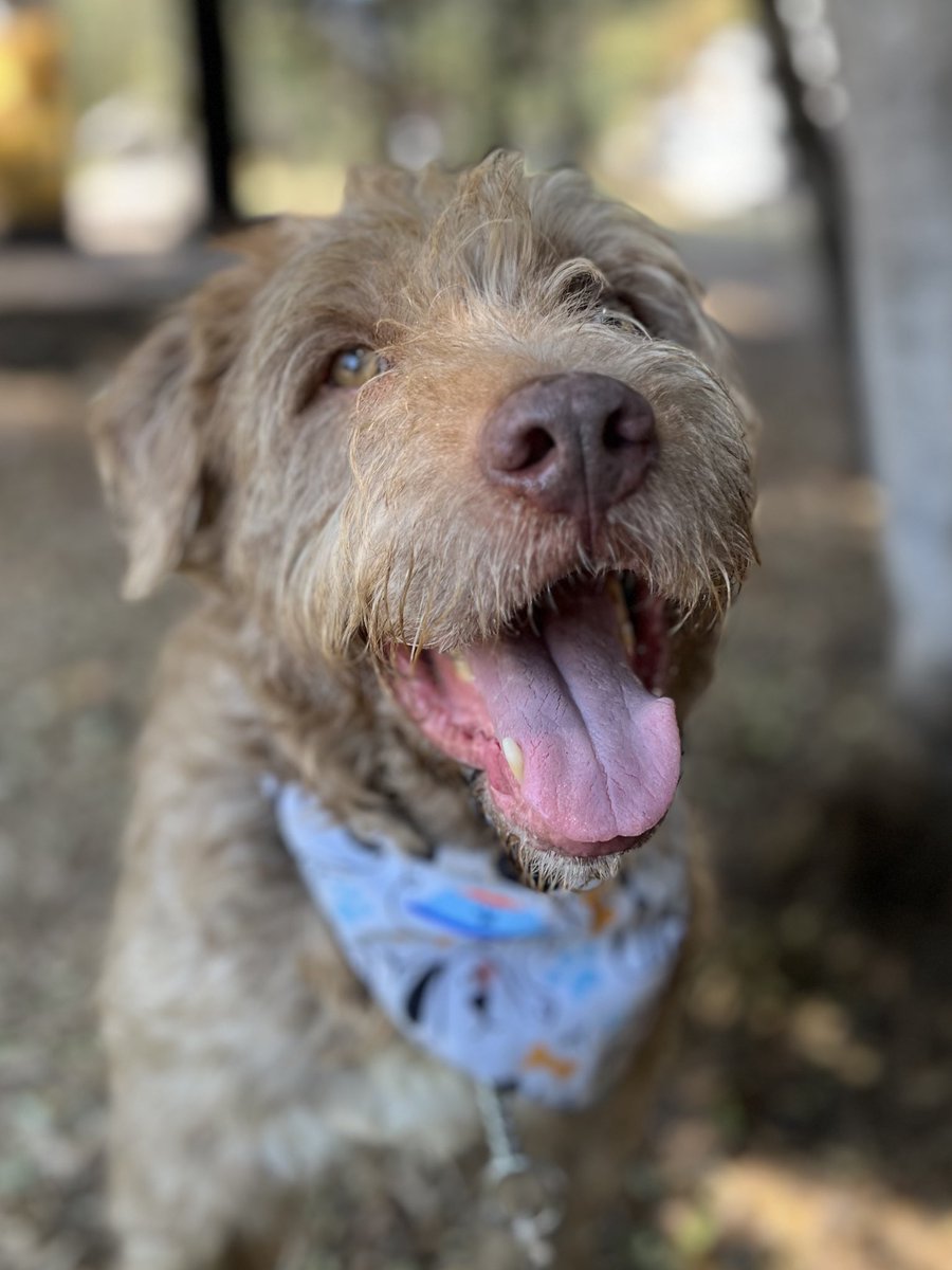 Este es Ciro, un perrito que ha conocido lo peor del mundo,pero que sigue teniendo un corazón lleno de esperanza. Rescatado tras sufrir en hacinamiento y maltrato,Ciro no solo sobrevivió al dolor, sino que también escapó de un destino cruel en un antirrábico.
Lamentablemente a