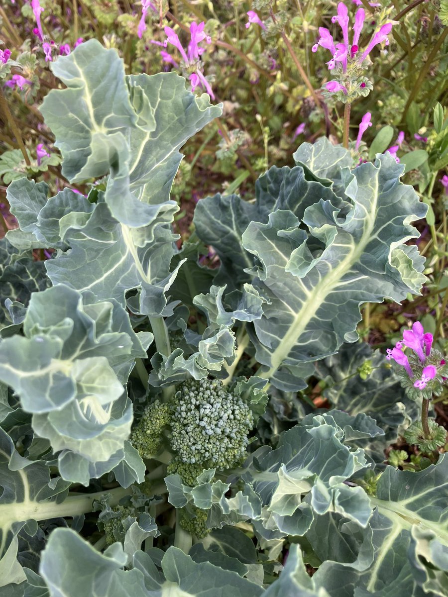 春の畑
ホトケノザがイキイキと咲いてます
その中にブロッコリー三兄弟
近頃の雨と暖かさでやっと成長してきました

#自然農法