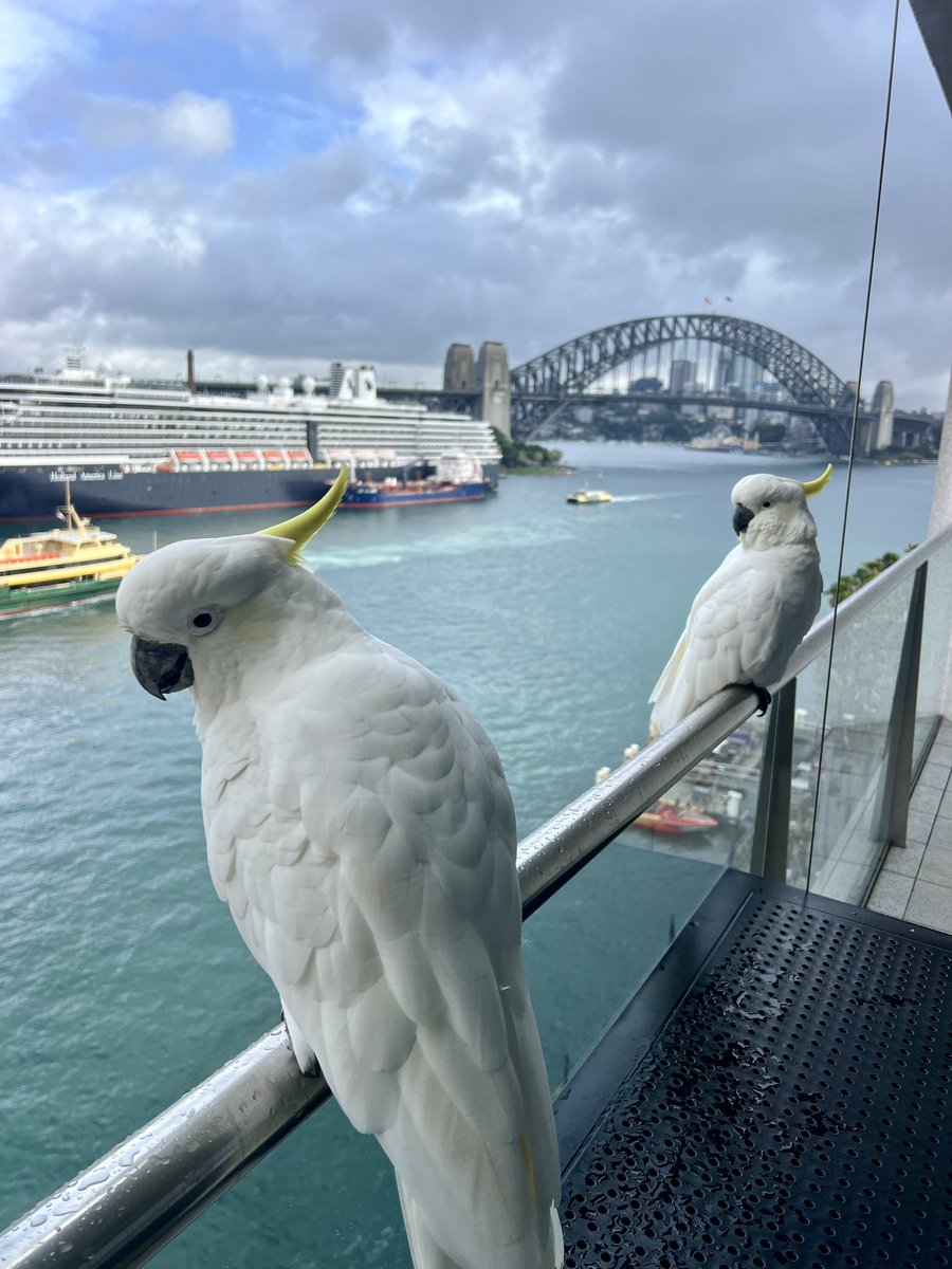 Couple little friends joined me for a coffee this morning. That’s pretty #Aussie