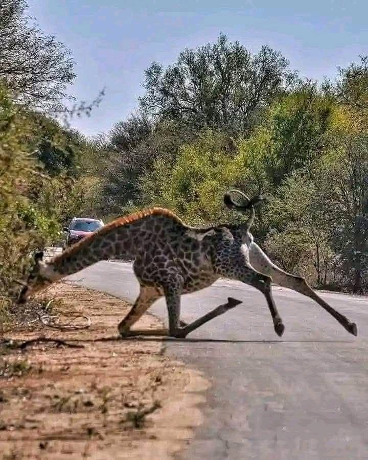 chiExtra_Chipe's tweet image. Your tall girl friend when its time for doggy 😃😃