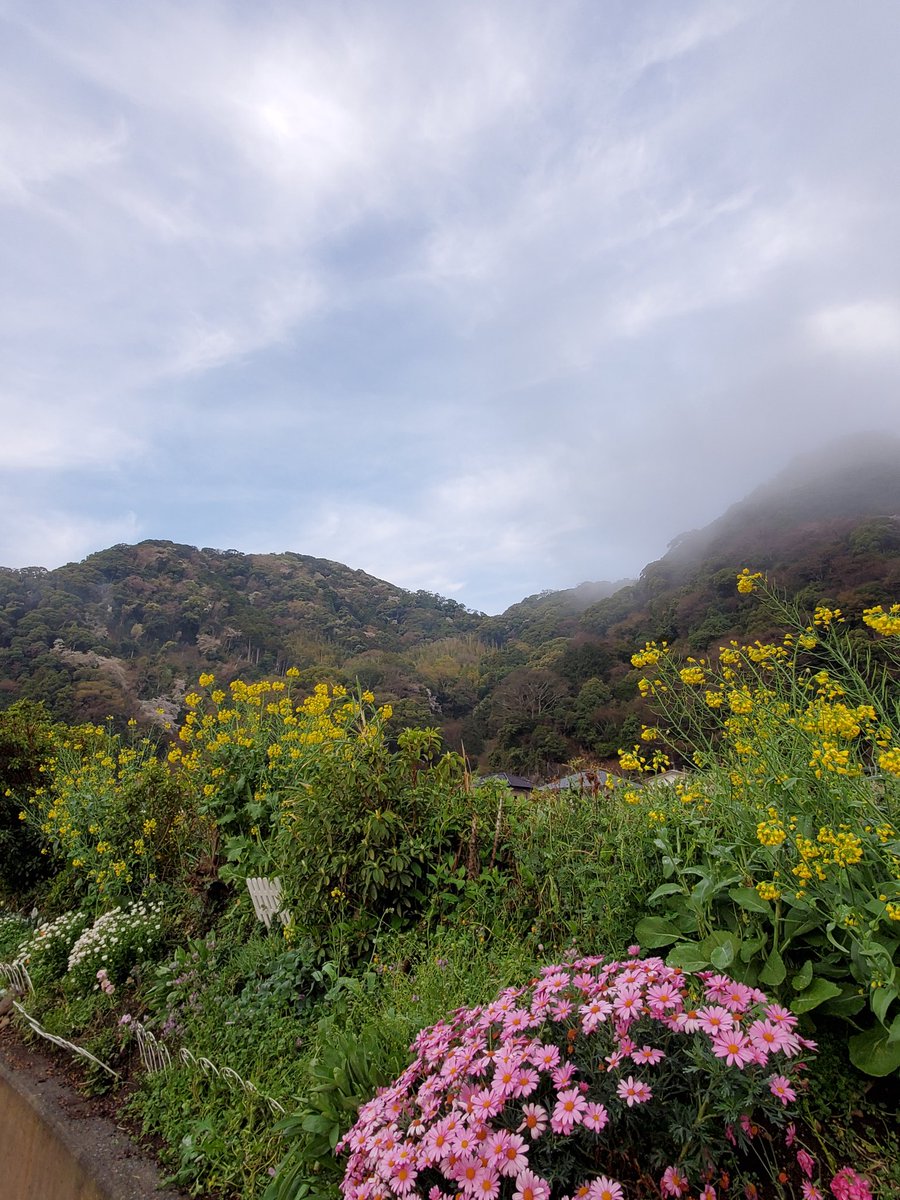 OKAKEl_engine's tweet photo. 雨上がりの朝の下田を散策中、朝霧の中に、里山の春の訪れを感じました https://t.co/8ZfxbY1v0w
