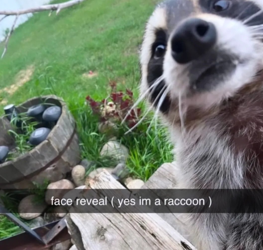 silly raccoons & pandas (@raccstuffs) on Twitter photo 