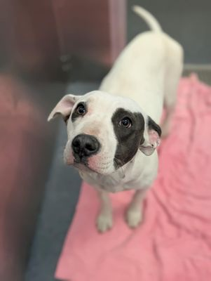 Suspense4568's tweet photo. ‼️DIRE NEED FOR FOSTER/ADOPT ANYWHERE‼️
GRAVE DANGER‼️PLZ PLEDGE
⚠️DIES 3/31 #DallasTX EMAIL BY 11 AM
✨Trixie #A1243822
10 MONTH JUST HAD SURGERY FOR HER LEGS SHARED 4 DAYS NO ONE HAS COME PLZ GET HER OUT BEFORE HER DEADLINE
https://t.co/caBX7lPSOa
#DogsOfTwitter #dfw #Plano https://t.co/NhsL6WdELI