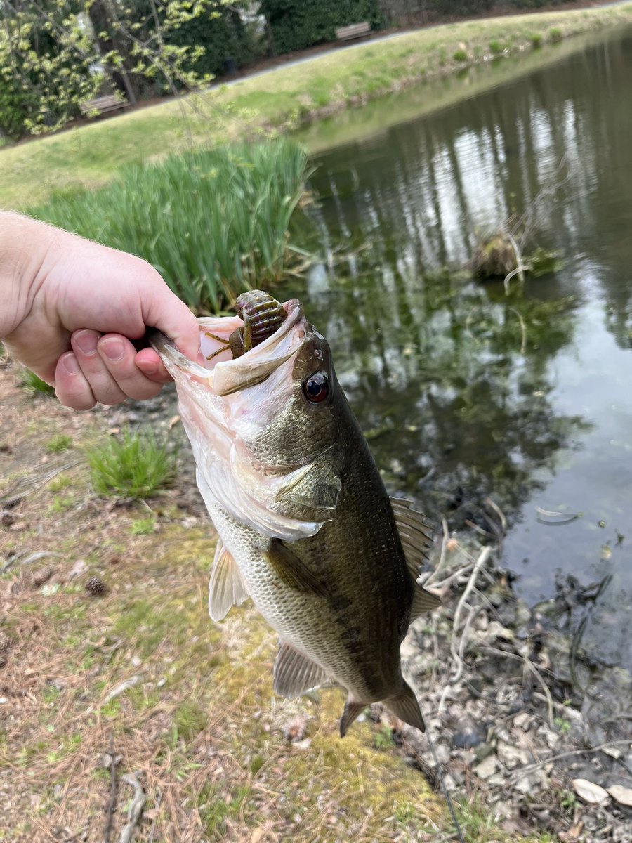 Decent fish flipping beds