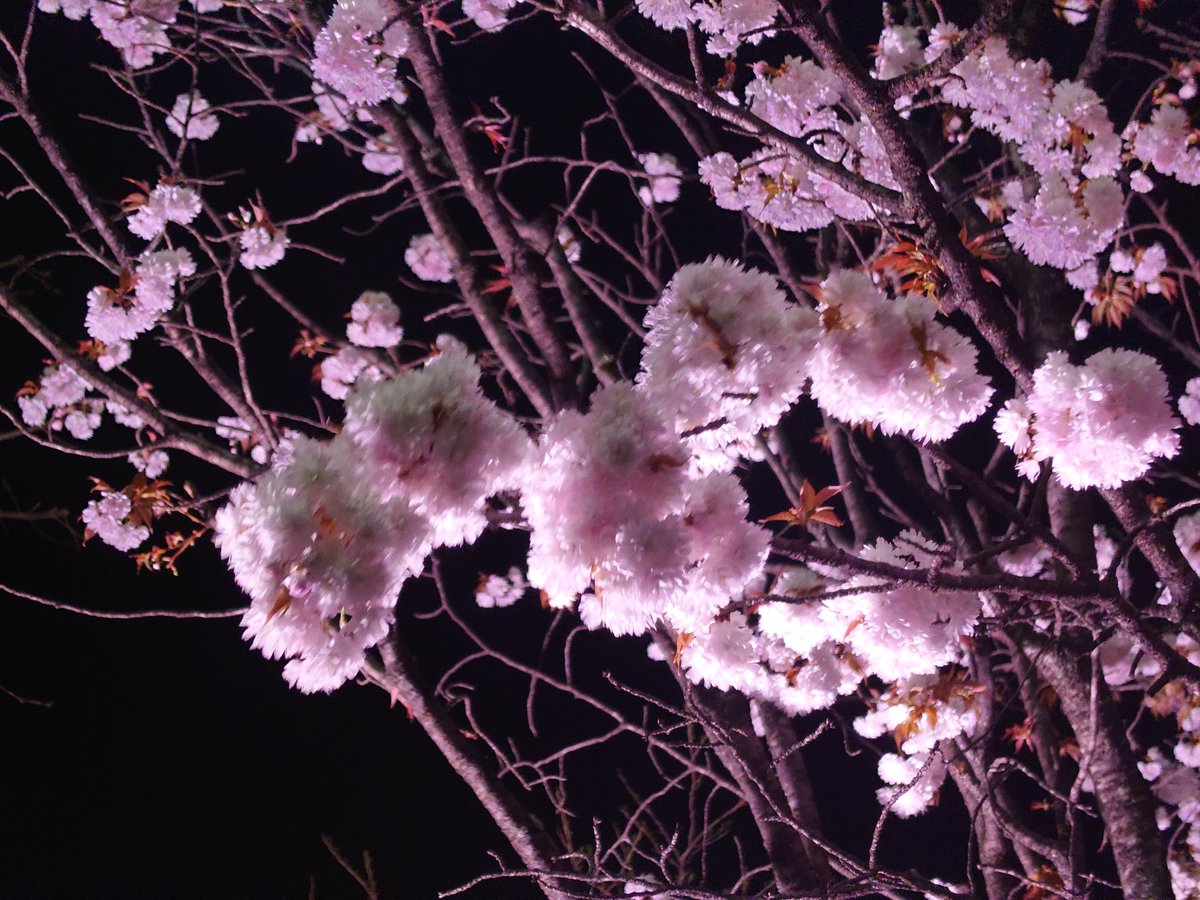 夜桜🌸
今年は満開がはやいのかな。