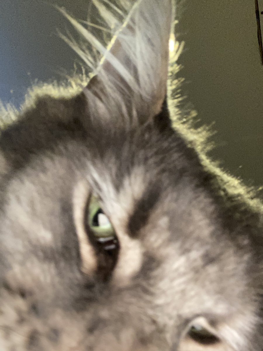 Poppy_time's tweet image. Cat selfies