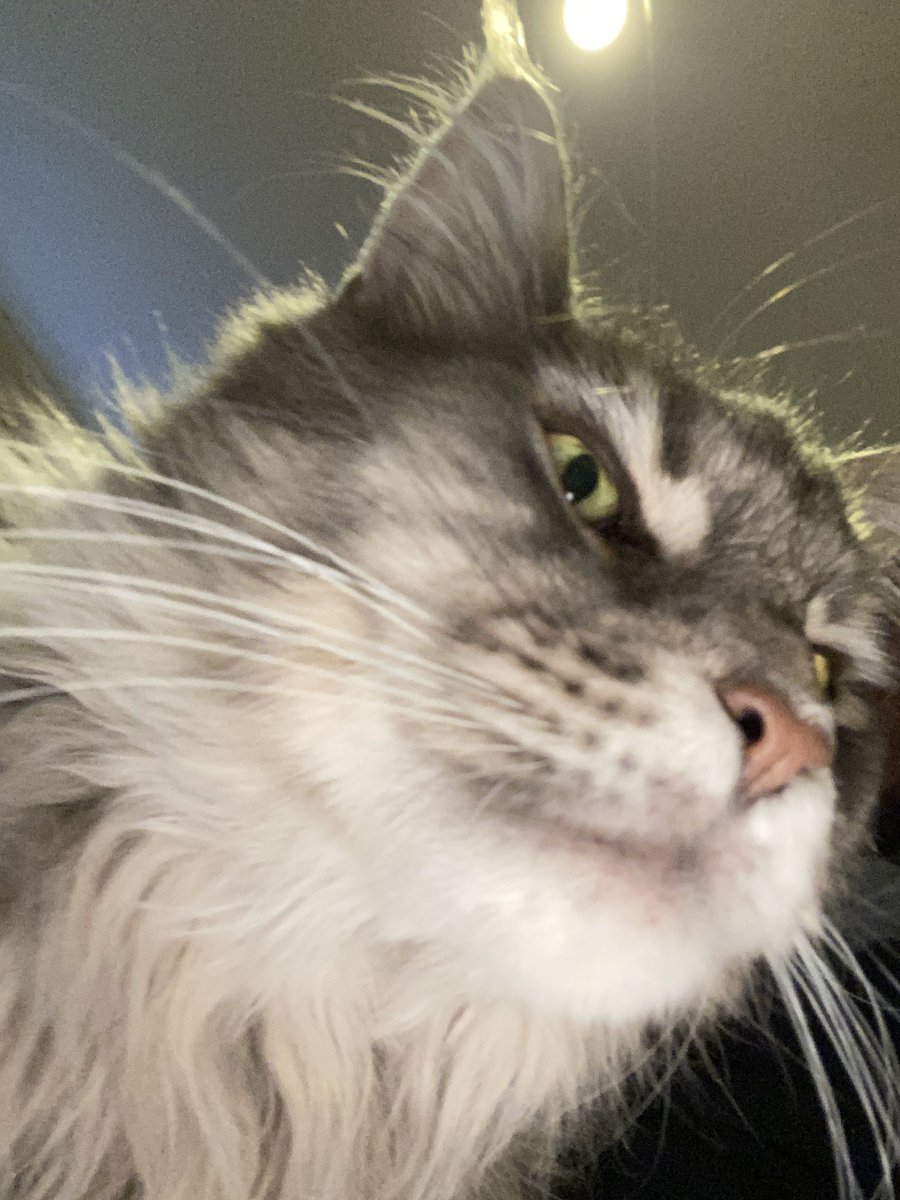 Poppy_time's tweet image. Cat selfies
