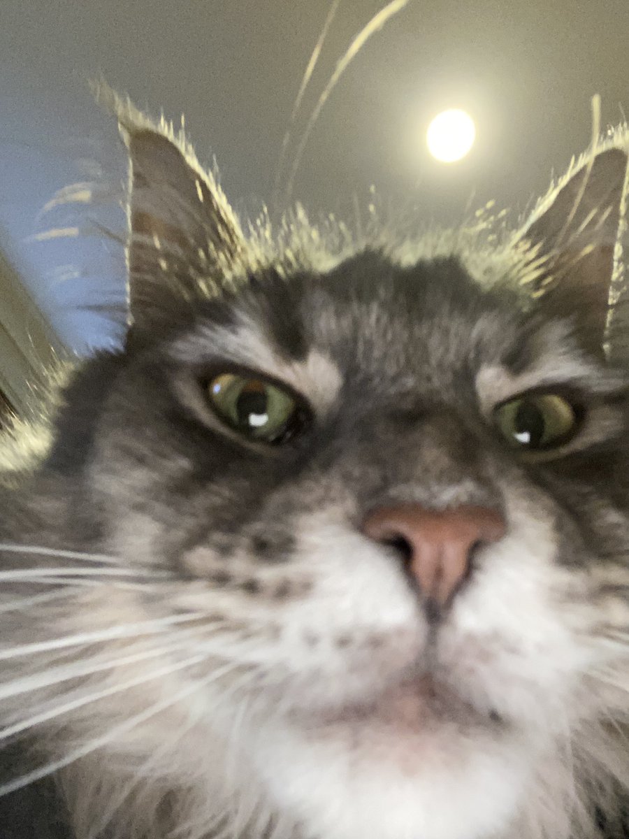 Poppy_time's tweet image. Cat selfies