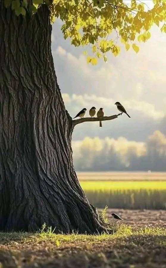 NaziaKhan__'s tweet photo. پوری کائنات سکون میں ہے، نہ کوئی جلدی میں ہے، نہ کوئی ضد کر رہا ہے، نہ کوئی پریشان ہے،
 سوائے انسان کے🌾_ https://t.co/FpXhyyqHju