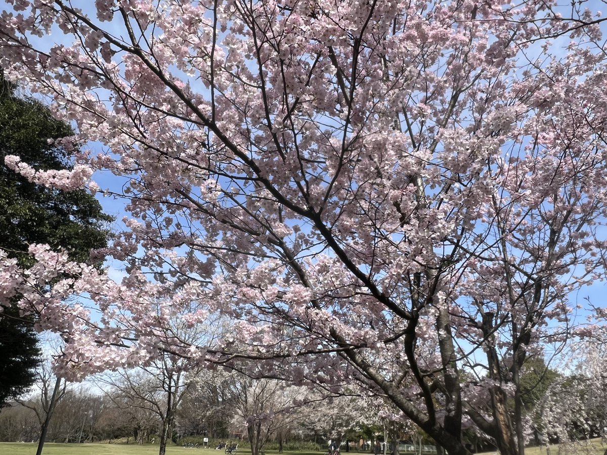 各務原市民公園いい感じに桜咲いてます🌸