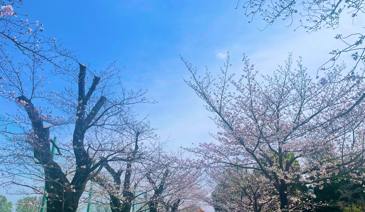 catazuke's tweet photo. 昨夜からモヤモヤしていた内容通りになってて笑えた😅

ゲストと連絡とれるまで花見しながら待つこととします。 https://t.co/UPuDAhHdSS