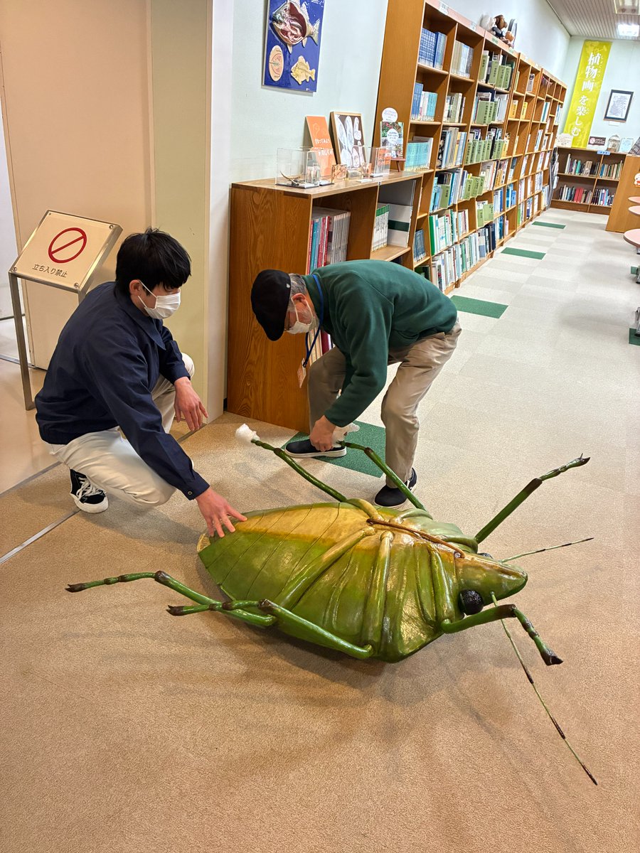 📸#ひとはく ニュース 🪲大型昆虫模型に『カメムシ』が仲間入り