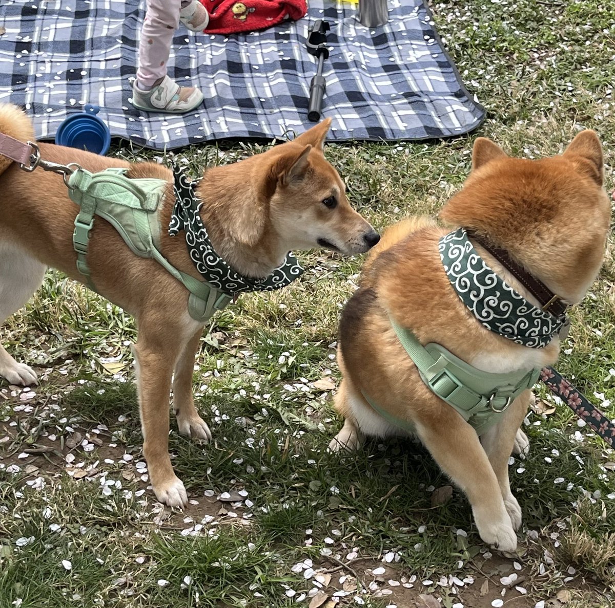 ありんこ tweet media