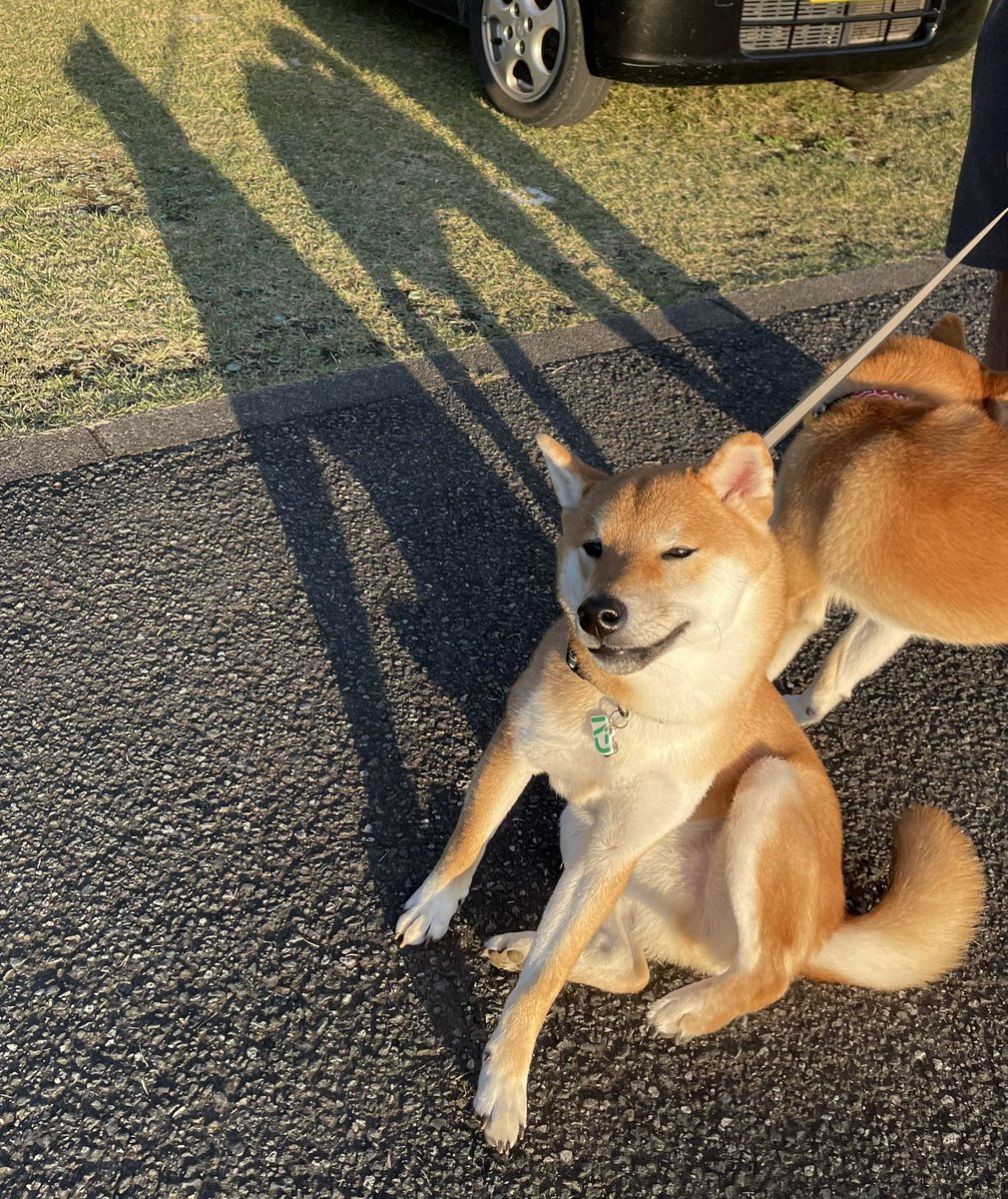 影が長い柴犬たち🎀🍞

#柴犬大好き #柴犬がいる暮らし　#柴犬 #柴犬のいる幸せ #柴犬のいる生活　#柴との暮らし  #柴犬との暮らし #リンパン　
#柴犬が好きすぎるで使っていいよ