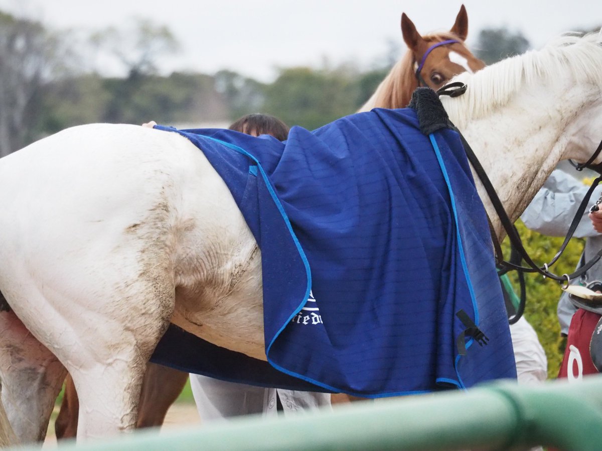 Sasakuma0's tweet image. バビットがハヤヤッコに熱い視線を送ってたらしいと聞いて