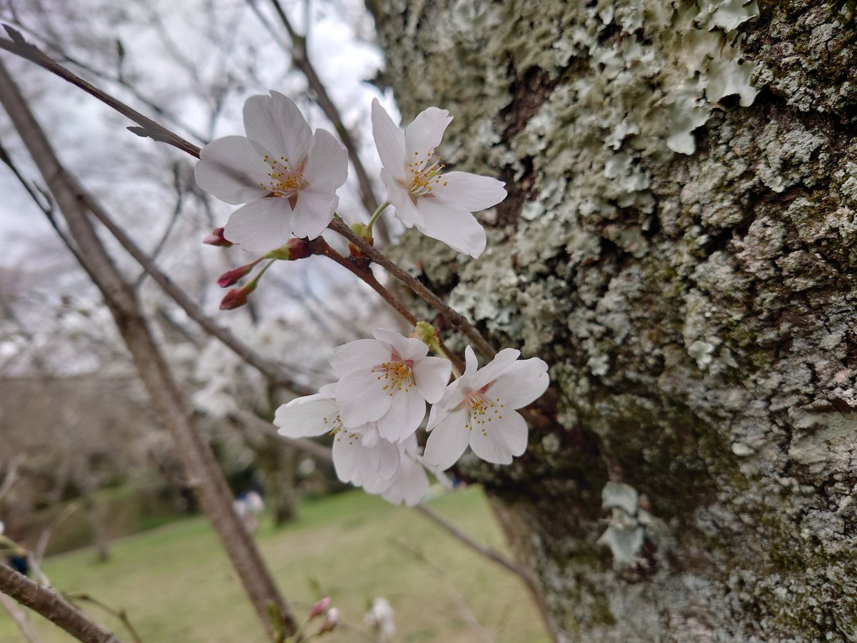 Nemo18381004's tweet photo. 今年も佐倉城址公園でお花見🌸
#佐倉城址公園 https://t.co/7MxVymlhuG