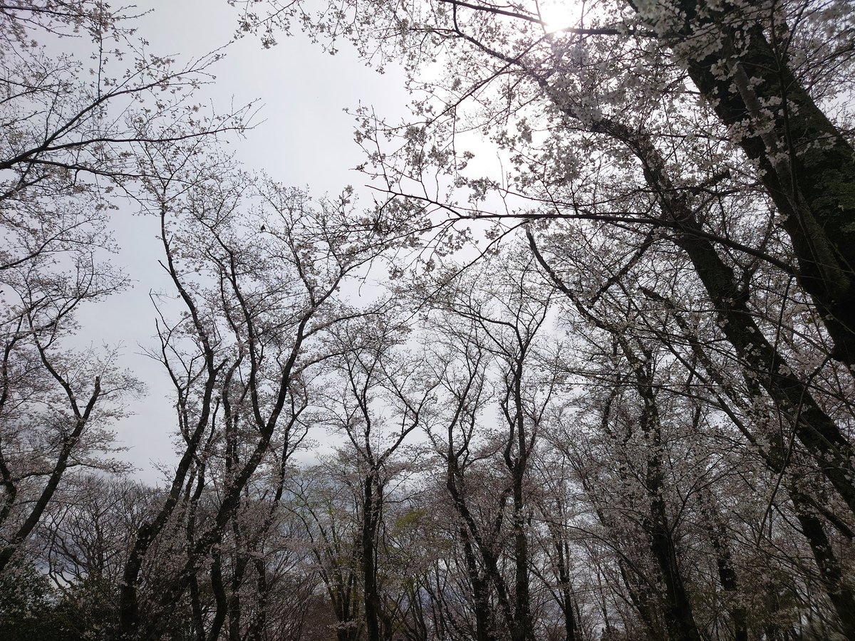 Nemo18381004's tweet photo. 今年も佐倉城址公園でお花見🌸
#佐倉城址公園 https://t.co/7MxVymlhuG