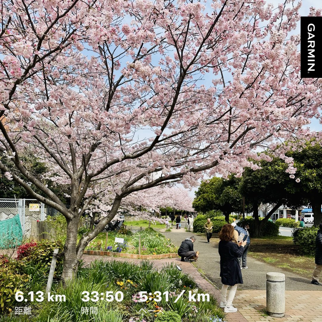BUハーフ🏃

5’10スタートで、最後は4’12💨
今日は肌寒い感じだったので、比較的楽に走れました
新横浜公園の桜は七分咲きくらいかな🌸

おかわりで花見ダウンジョグ6km
こちらの桜は満開でした🌸