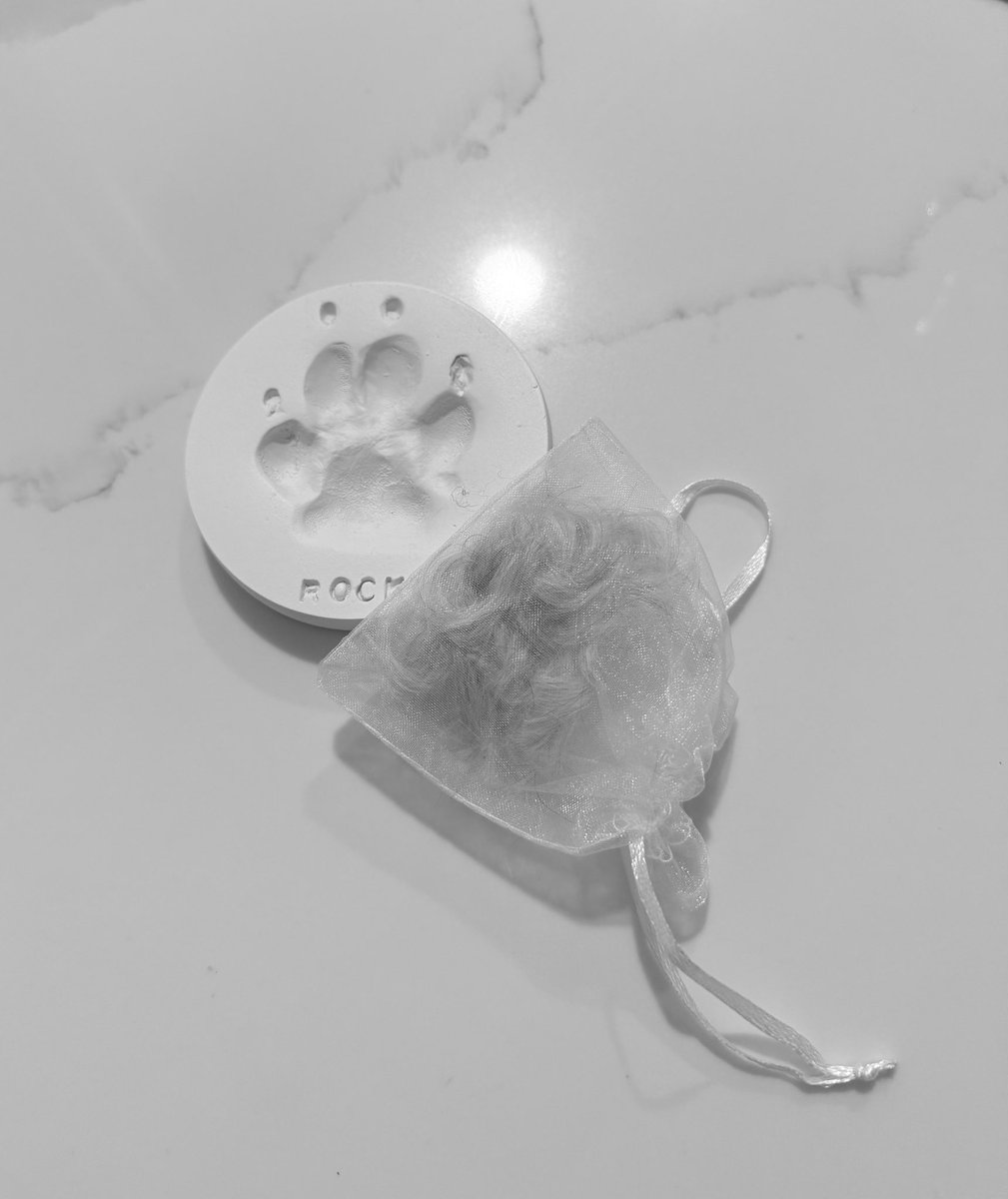 🌈Rocky The Rescue Schnauzer, Riley, Digby 🌈☘️ tweet media