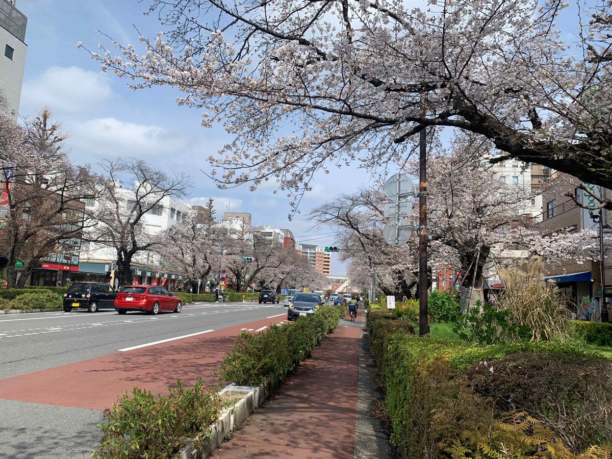 STRADA_BIANCA's tweet photo. 今日は晴れました！
桜もたくさん！
ちょっと風が冷たいけど、桜散歩にぜひ国立へおいでください。
#国立市 #大学通り #桜 https://t.co/kOFoPxwAay