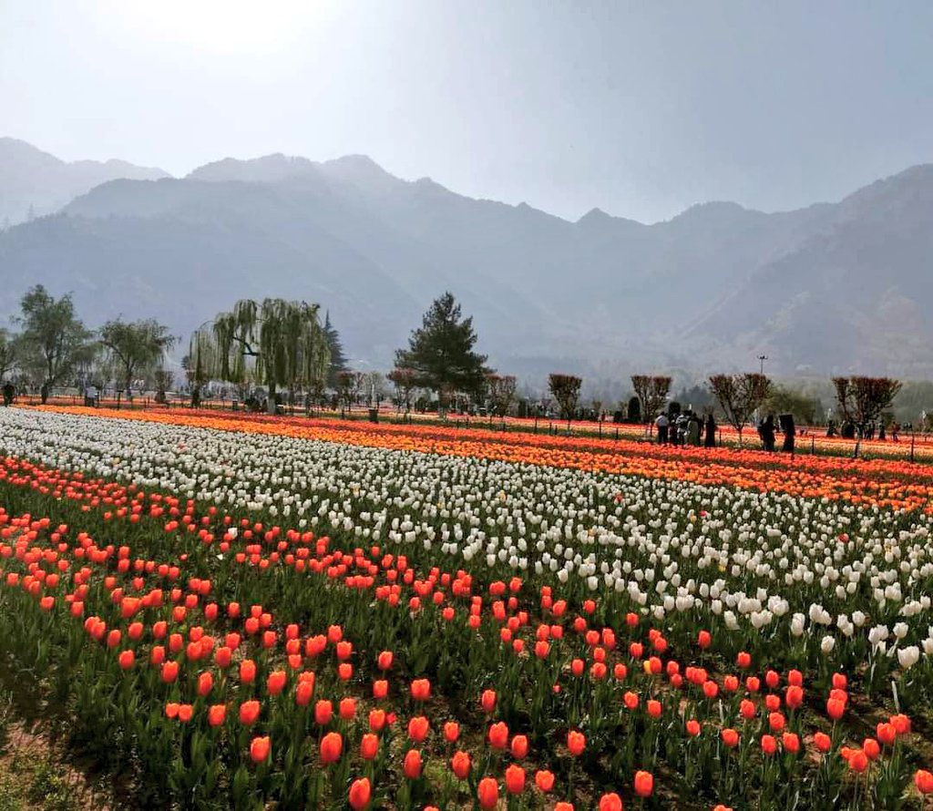 TanuBaig's tweet photo. Morning from kashmir!
                🌷 https://t.co/zN7kpth636