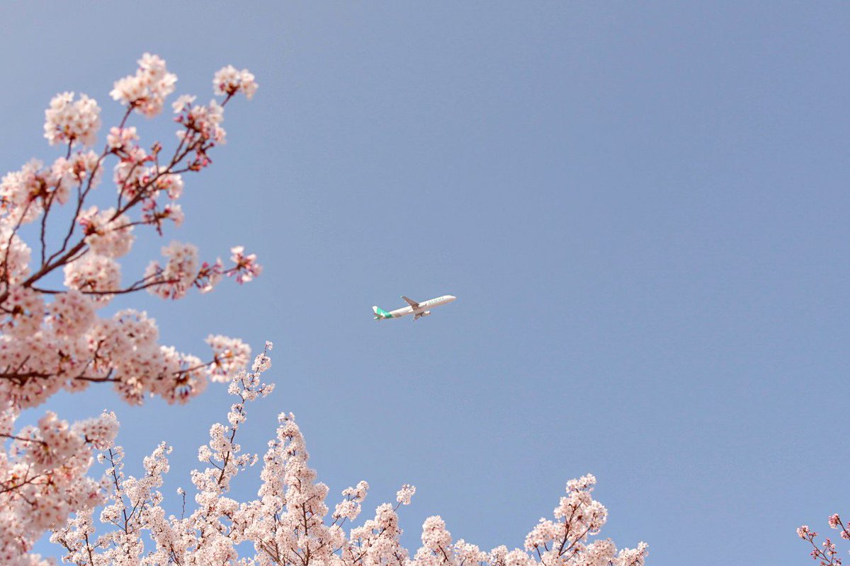 桜満開🌸
#Photography #写真 #snapshots #キリトリセカイ #ファインダー越しの私の世界