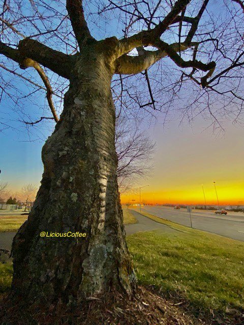LiciousCoffee's tweet photo. It’s #Saturday & the #Tradition continues until *FOREVER
😍Started the day with 🌿🌸💐 for Her—We end with #Bakerisms 🌳at🌅
🙏🏽 U @IAMANITABAKER for the and your continued inspiration(s). I’m GYTBTIG thru my photography.
🥰My #tree interpretation For
#AnitaBakerSaturdays 👸🏽🙌🏽 https://t.co/POyVicvTxw