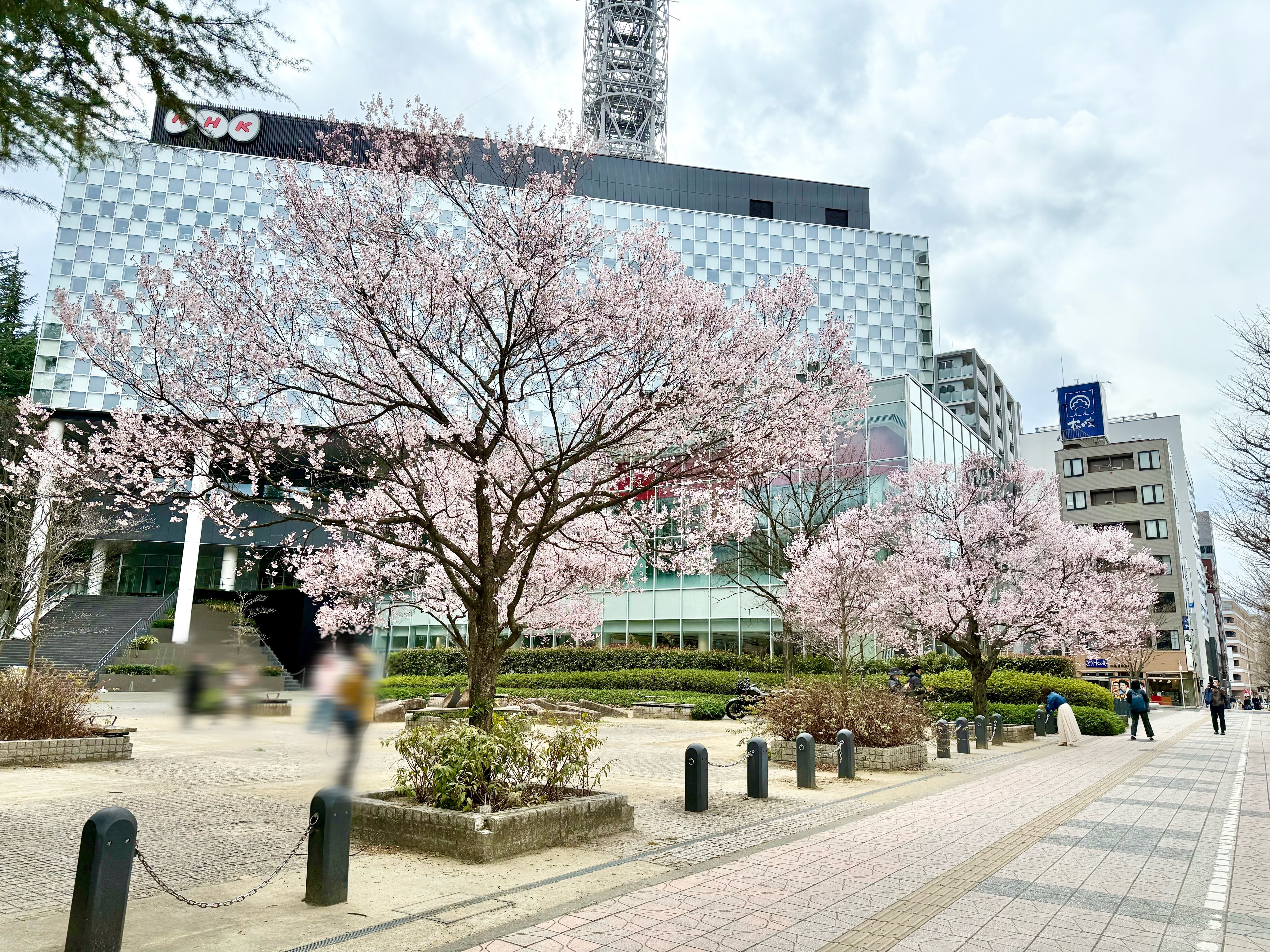 小豆島で早咲きの桜「ジョウコウジザクラ」が見頃 前年より2週間