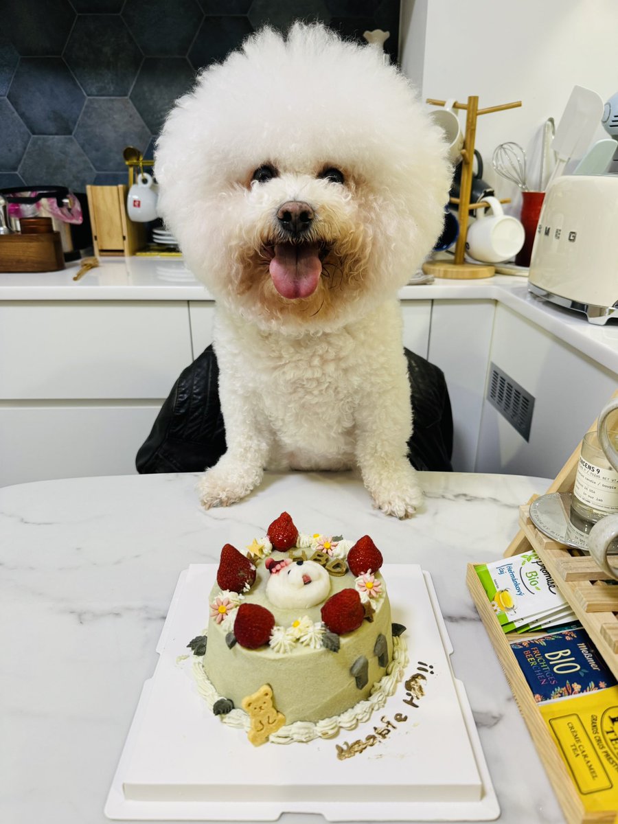 imstanchen's tweet photo. Happy birthday my little puppy! https://t.co/wczpKPxNIr
